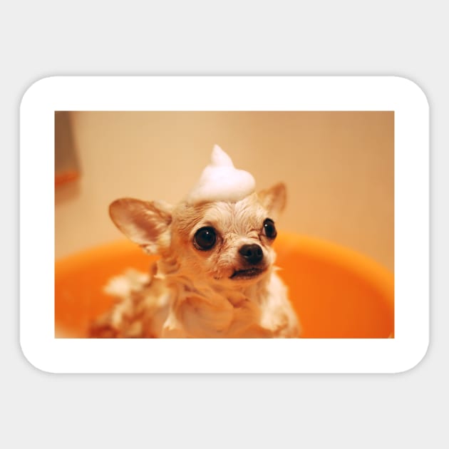 Chihuahua Sticker by kawaii_shop